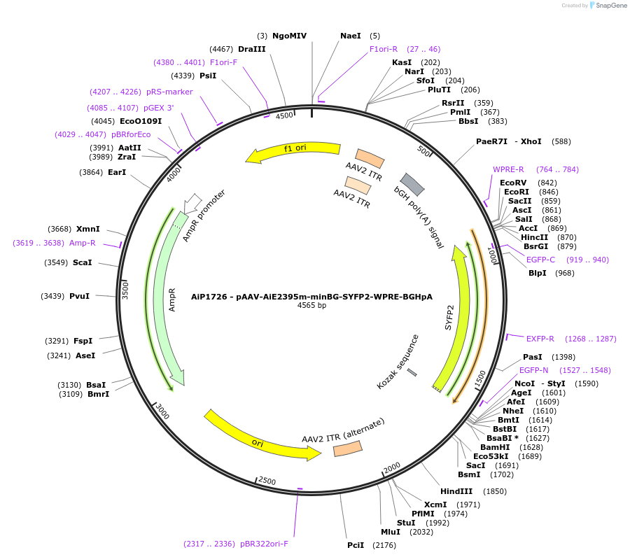 214529-plasmid-map-sequence-id-432554