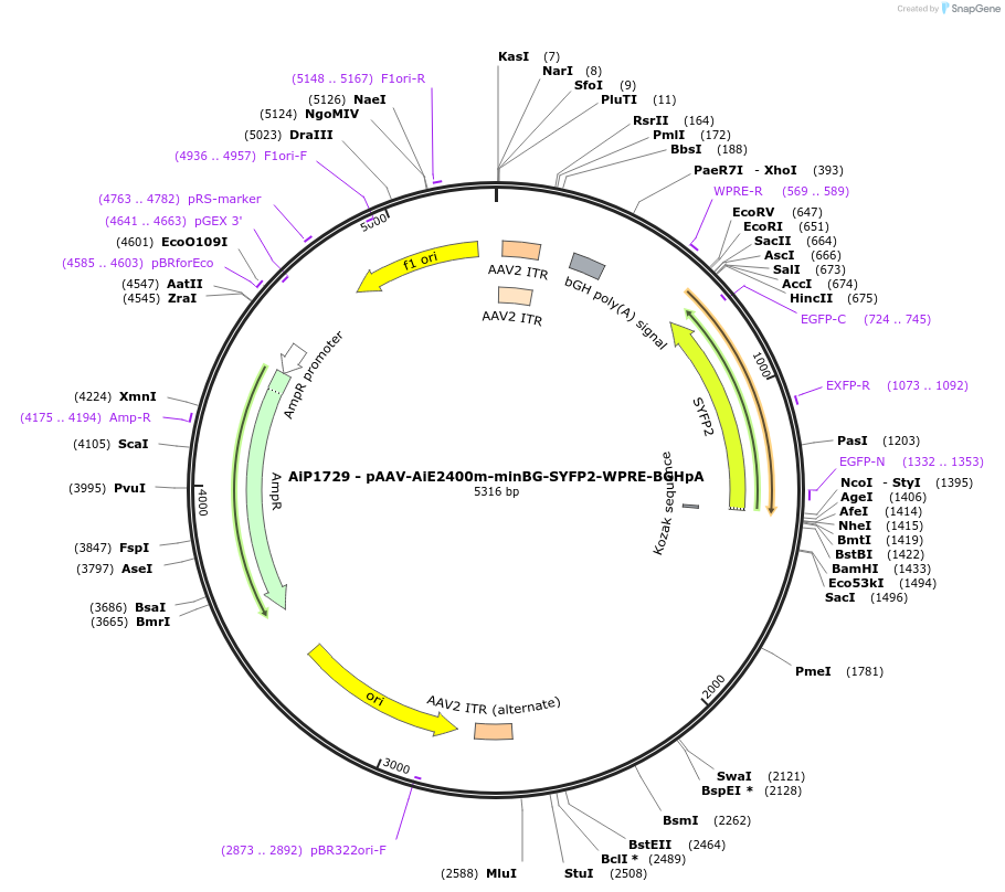 214530-plasmid-map-sequence-id-432555