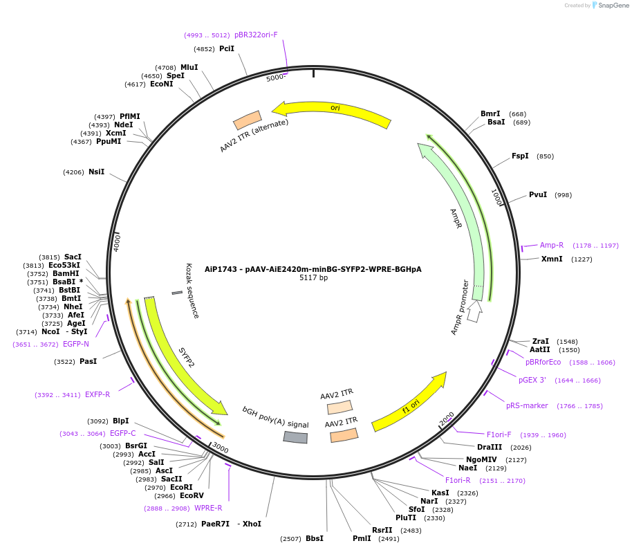 214534-plasmid-map-sequence-id-432557