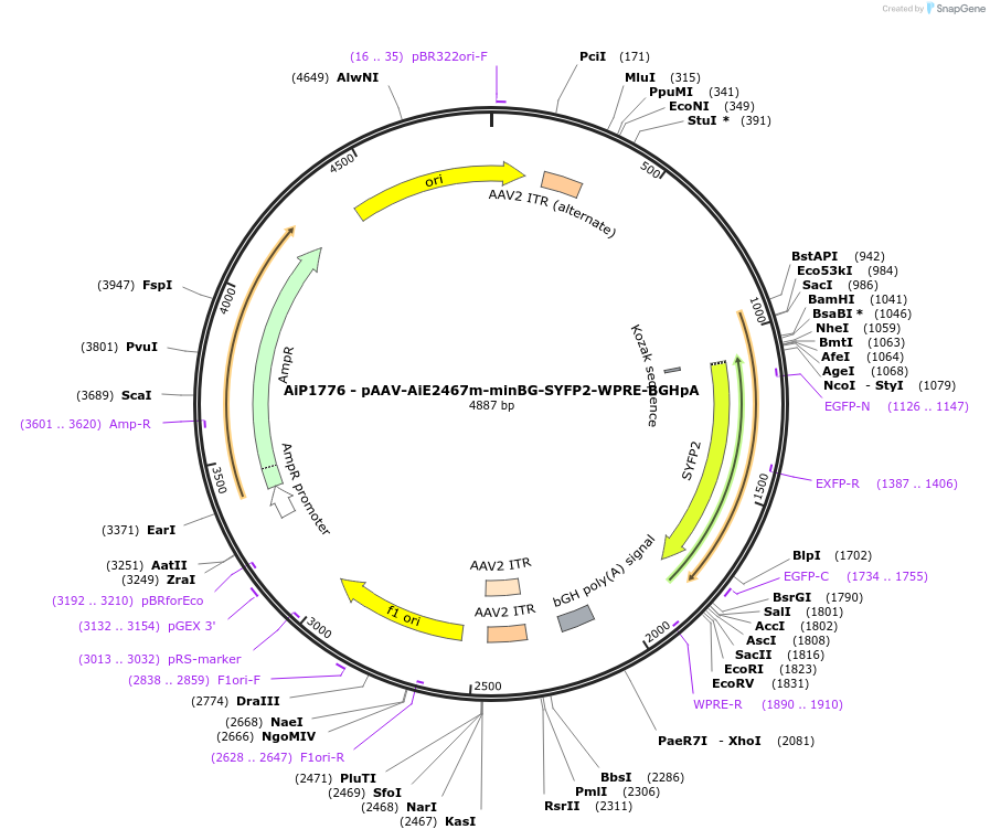214542-plasmid-map-sequence-id-432560