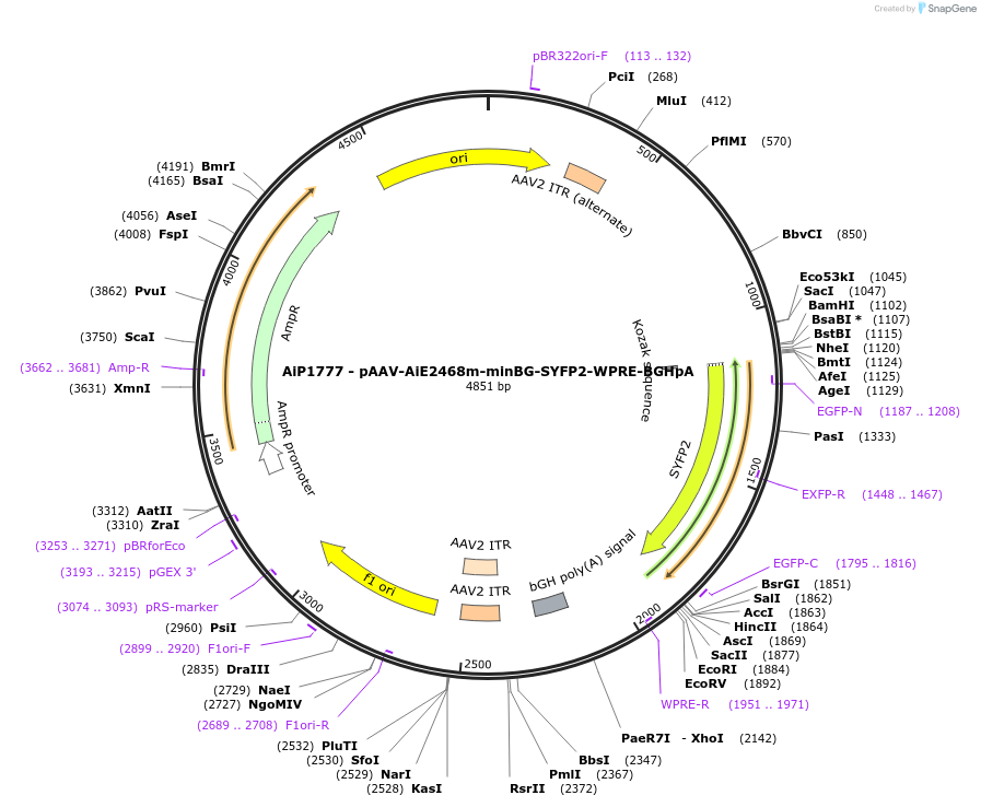 214543-plasmid-map-sequence-id-432561