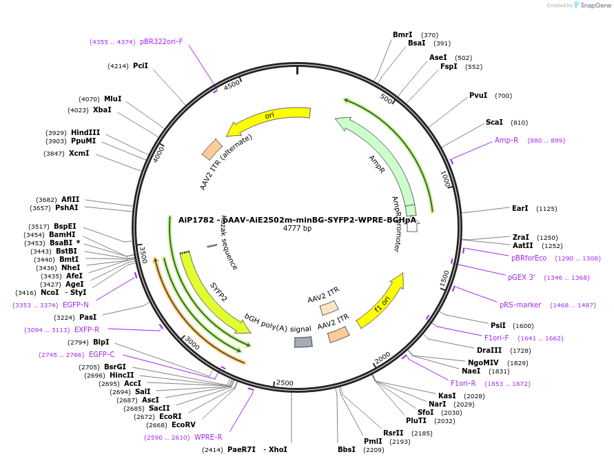 214545-plasmid-map-sequence-id-432562
