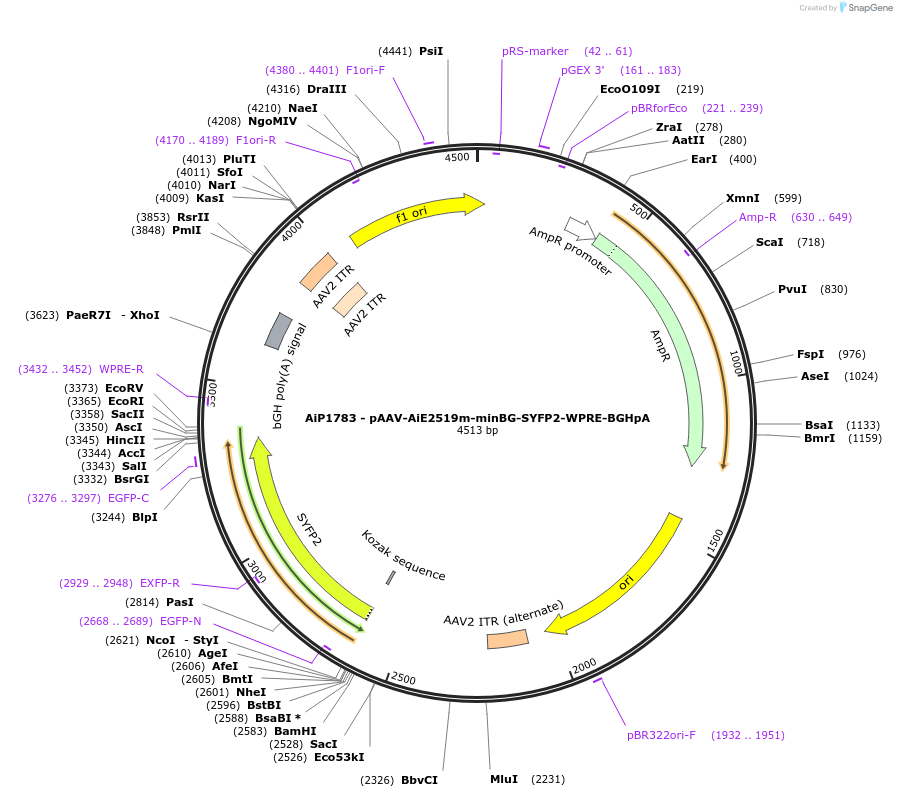 214546-plasmid-map-sequence-id-432563