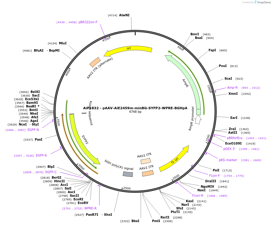 214547-plasmid-map-sequence-id-432564