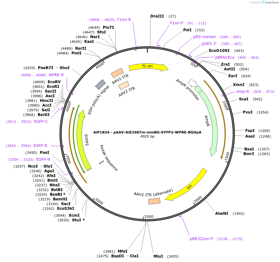 214548-plasmid-map-sequence-id-432565