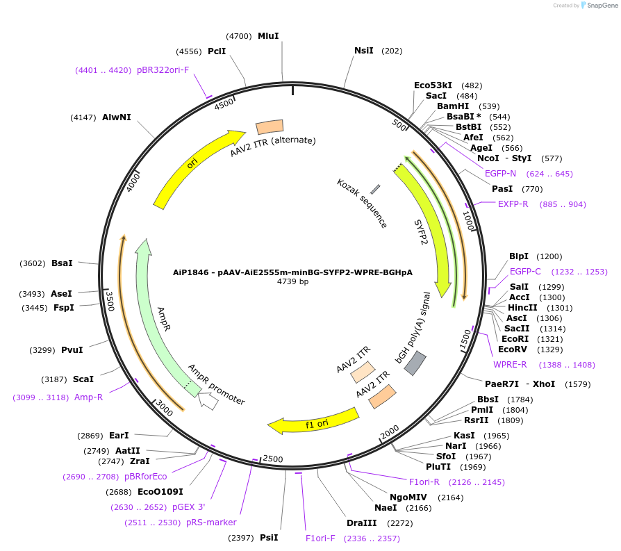 214550-plasmid-map-sequence-id-432566