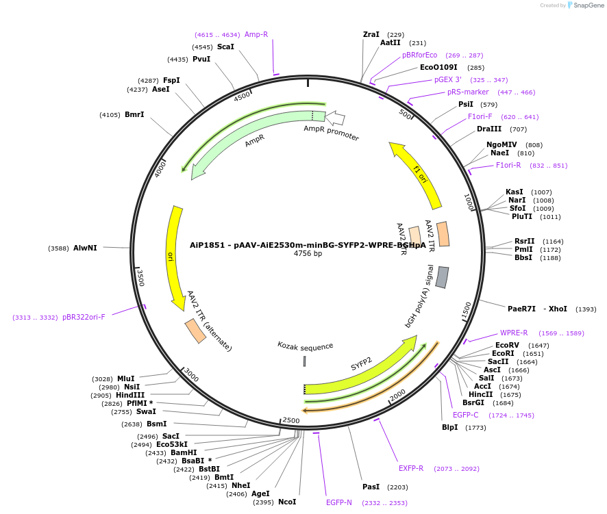 214554-plasmid-map-sequence-id-432569