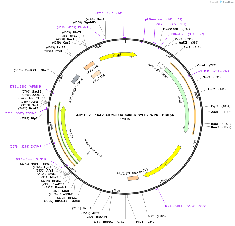 214555-plasmid-map-sequence-id-432570