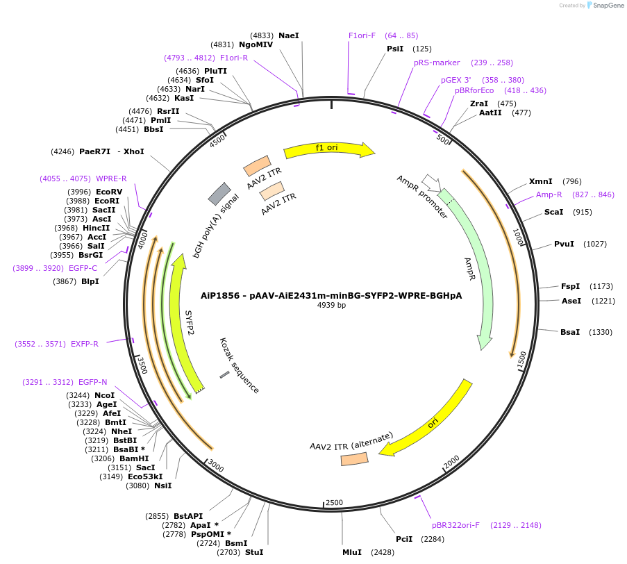 214557-plasmid-map-sequence-id-432571