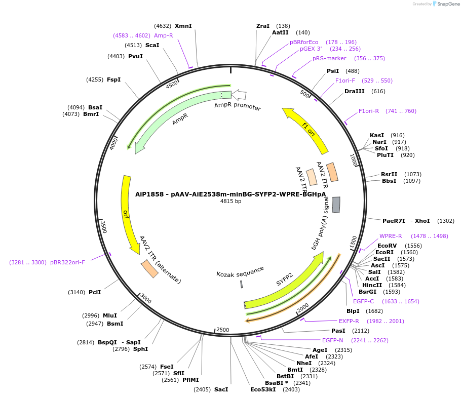 214558-plasmid-map-sequence-id-432572
