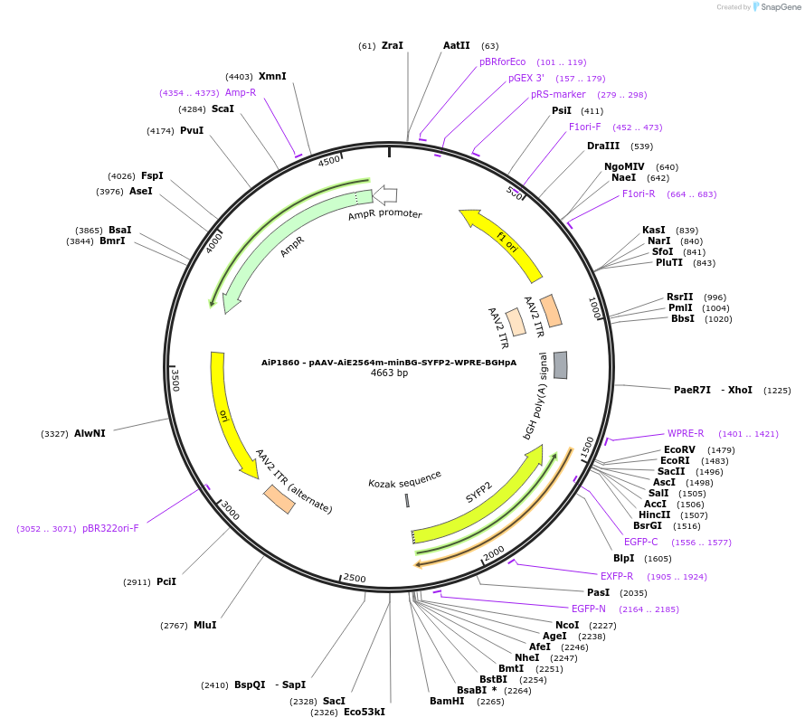 214559-plasmid-map-sequence-id-432573