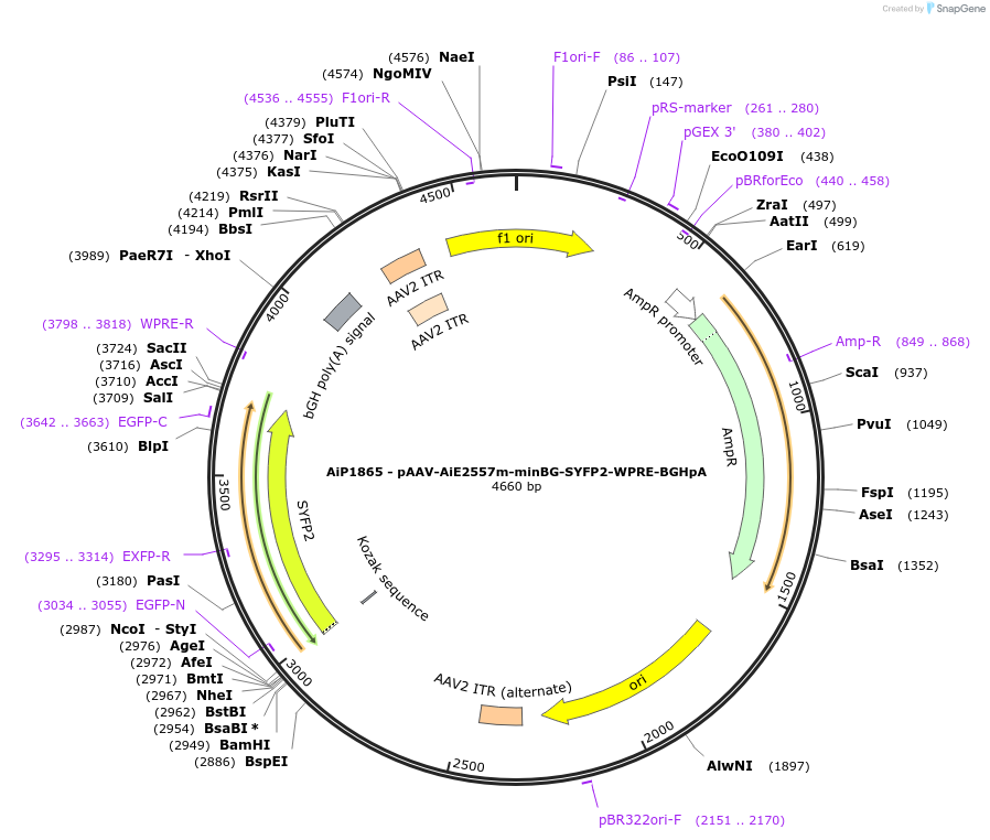 214562-plasmid-map-sequence-id-432575