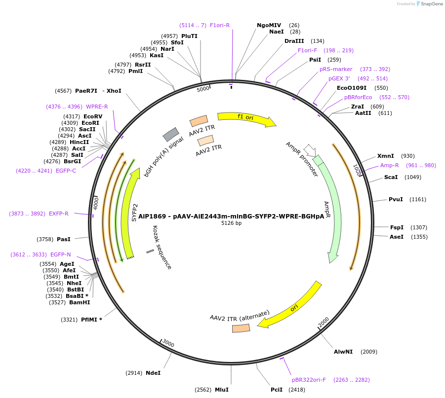 214563-plasmid-map-sequence-id-432576