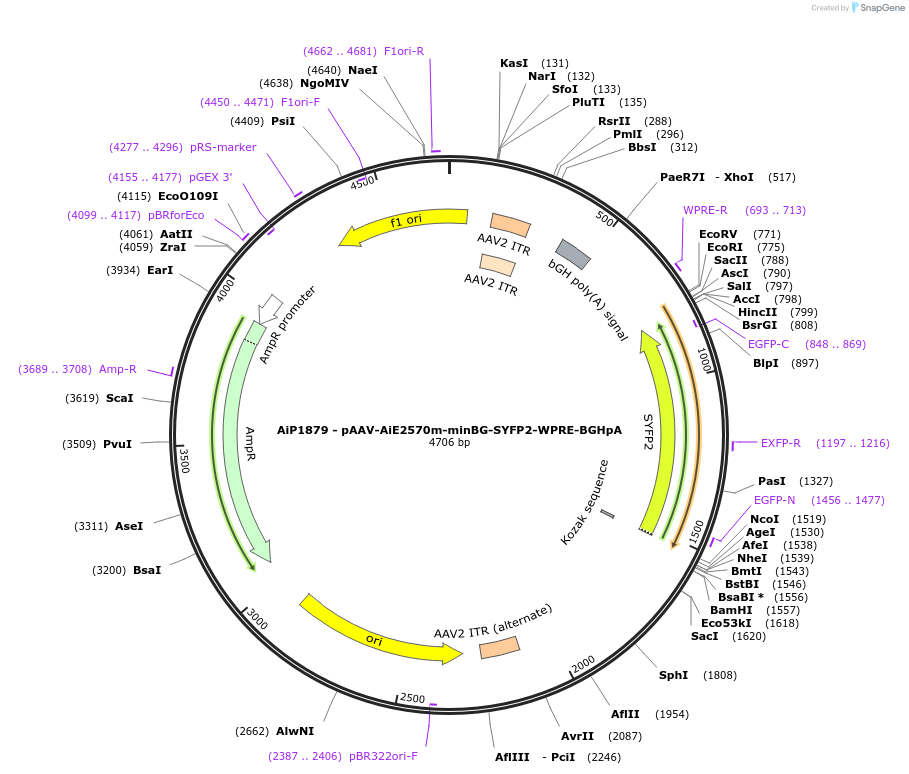 214567-plasmid-map-sequence-id-432579