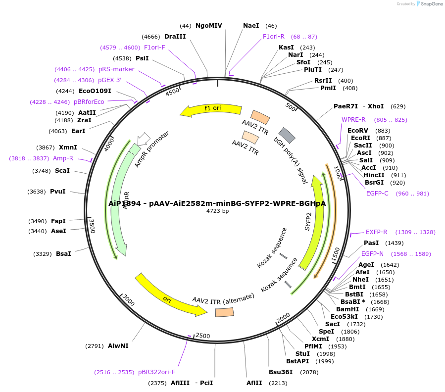 214573-plasmid-map-sequence-id-432580