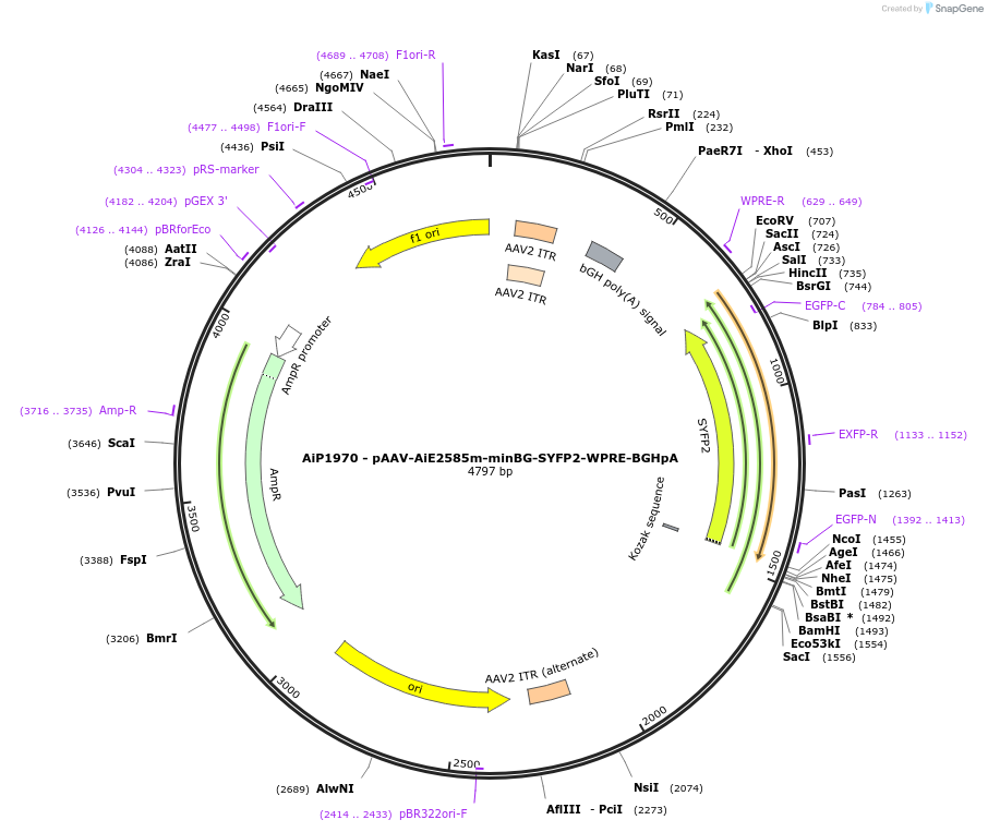 214598-plasmid-map-sequence-id-432581