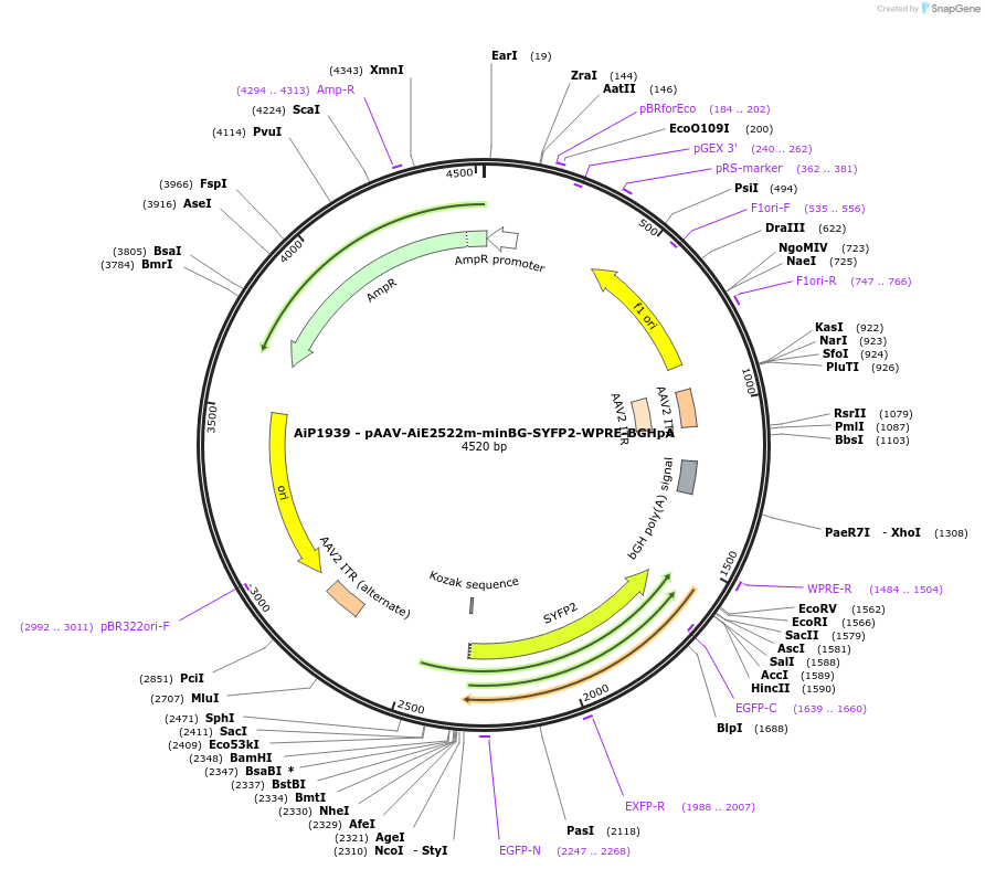 214586-plasmid-map-sequence-id-432582