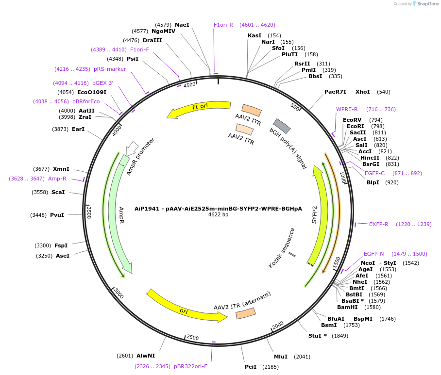214587-plasmid-map-sequence-id-432583