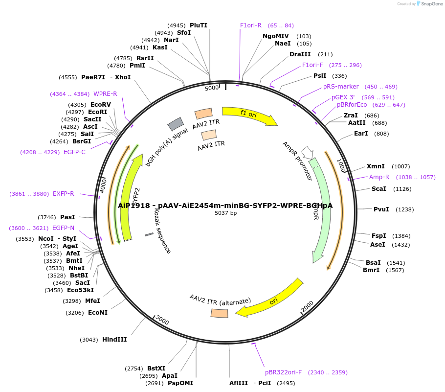214578-plasmid-map-sequence-id-432584