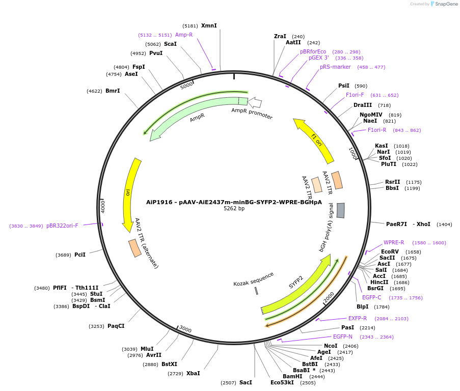 214577-plasmid-map-sequence-id-432585