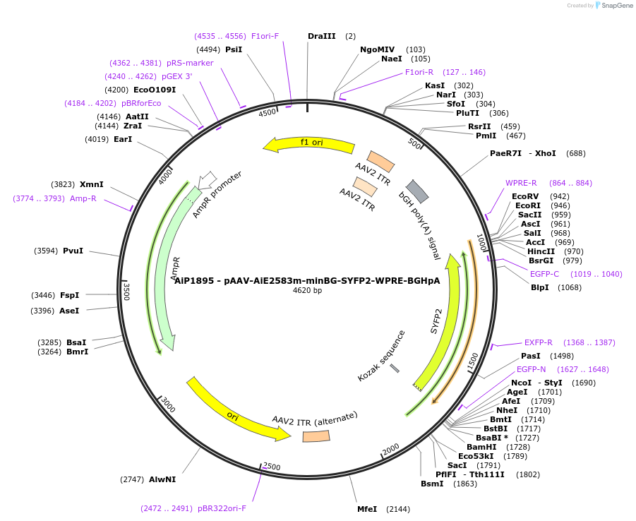 214574-plasmid-map-sequence-id-432586