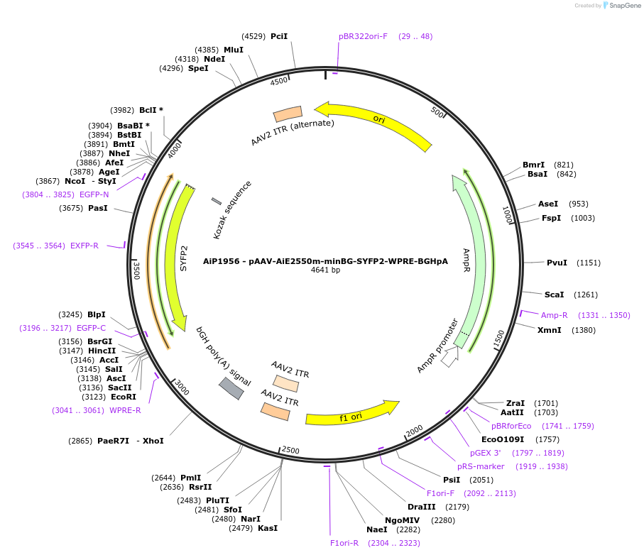 214589-plasmid-map-sequence-id-432587