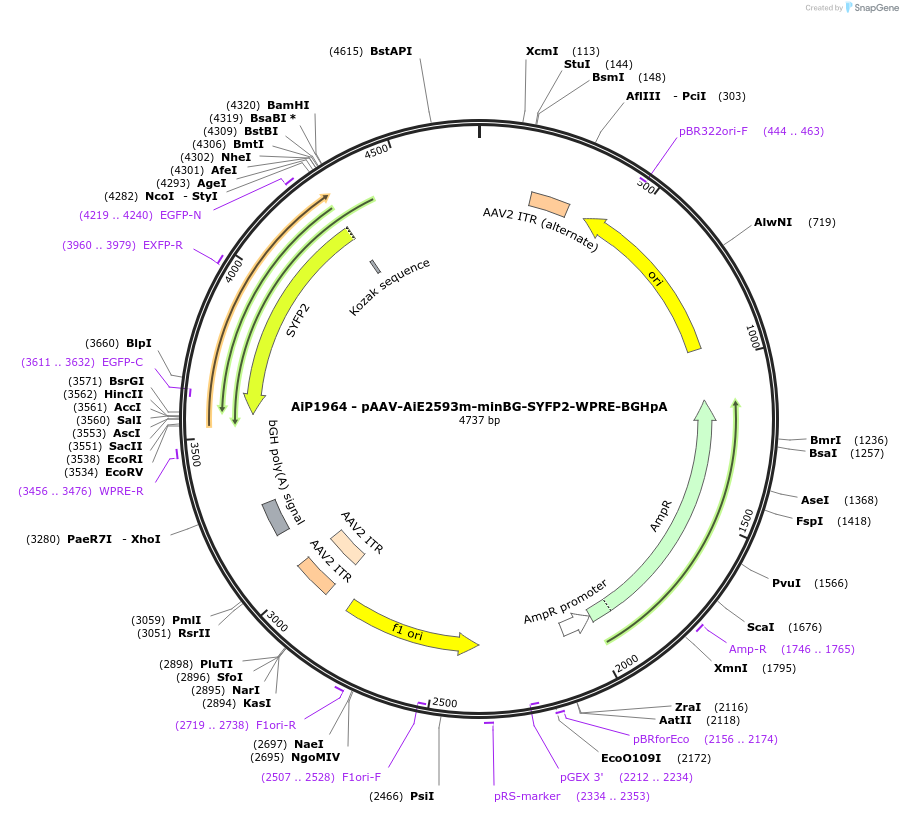 214594-plasmid-map-sequence-id-432588