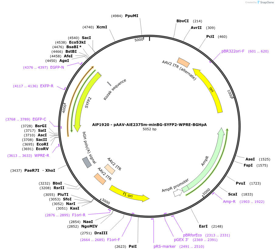 214580-plasmid-map-sequence-id-432591