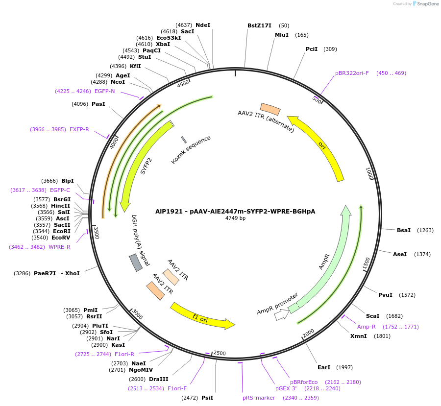 214581-plasmid-map-sequence-id-432592