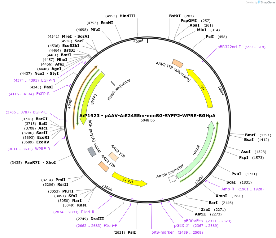 214582-plasmid-map-sequence-id-432595