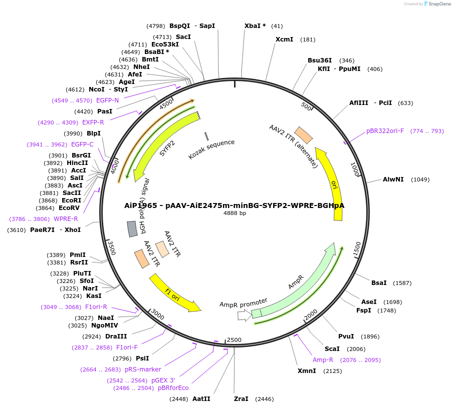 214595-plasmid-map-sequence-id-432597