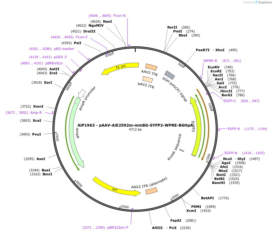 214593-plasmid-map-sequence-id-432598