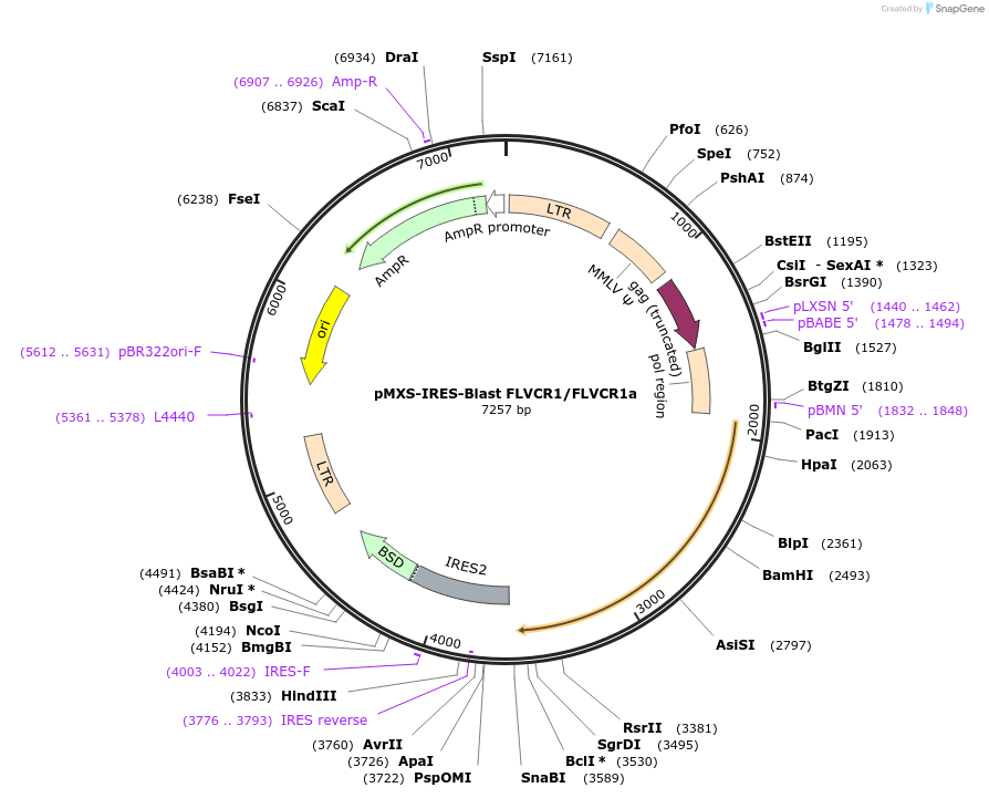 218533-plasmid-map-sequence-id-432599