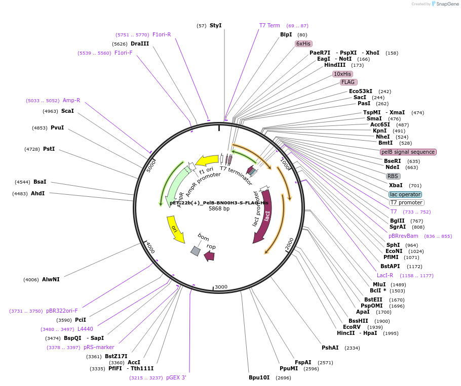 218038-plasmid-map-sequence-id-432619