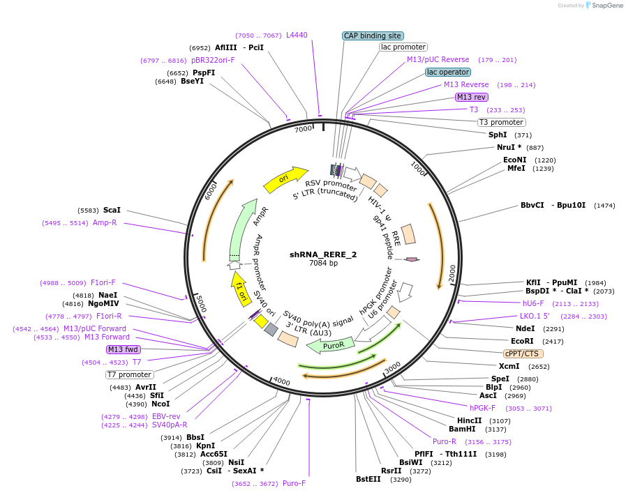 215207-plasmid-map-sequence-id-432622