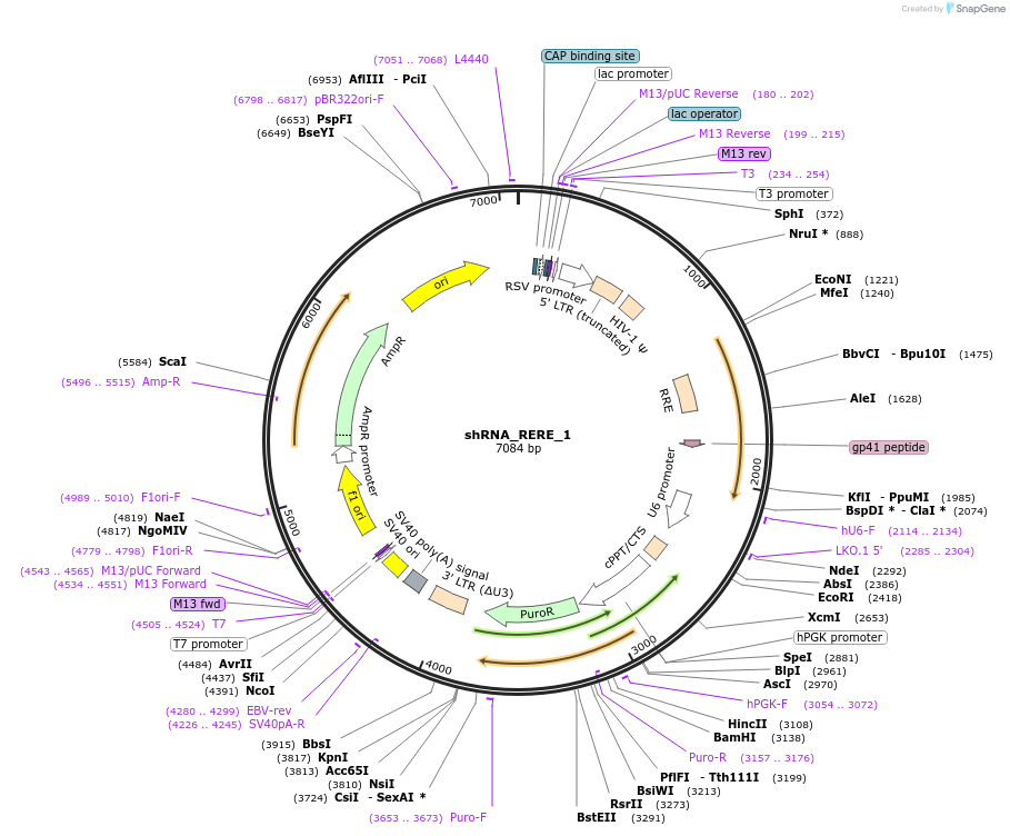215208-plasmid-map-sequence-id-432626