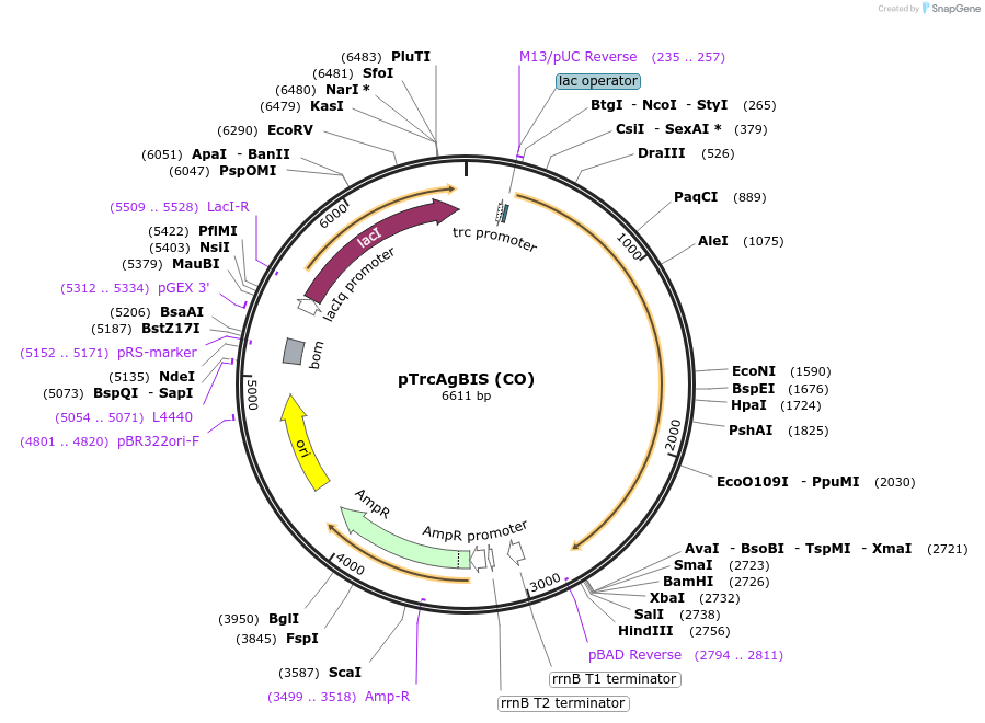 35153-plasmid-map-sequence-id-43263