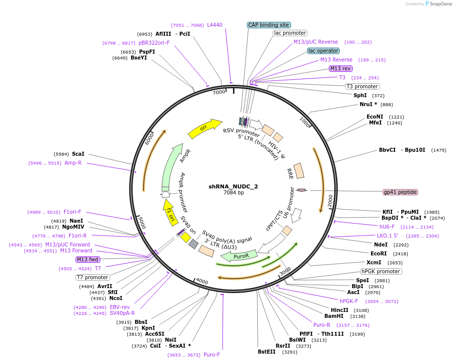 215211-plasmid-map-sequence-id-432638