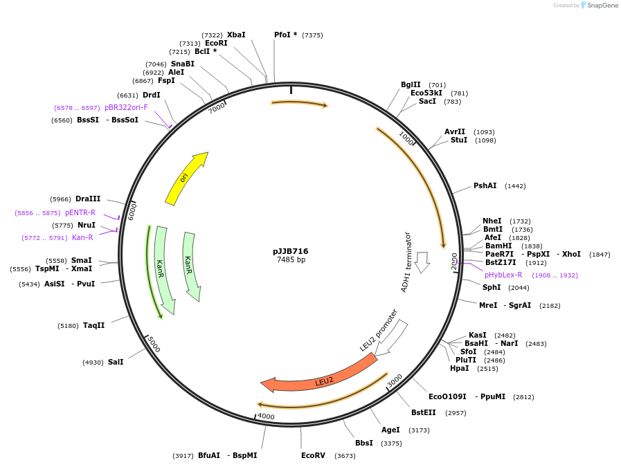 218600-plasmid-map-sequence-id-432642