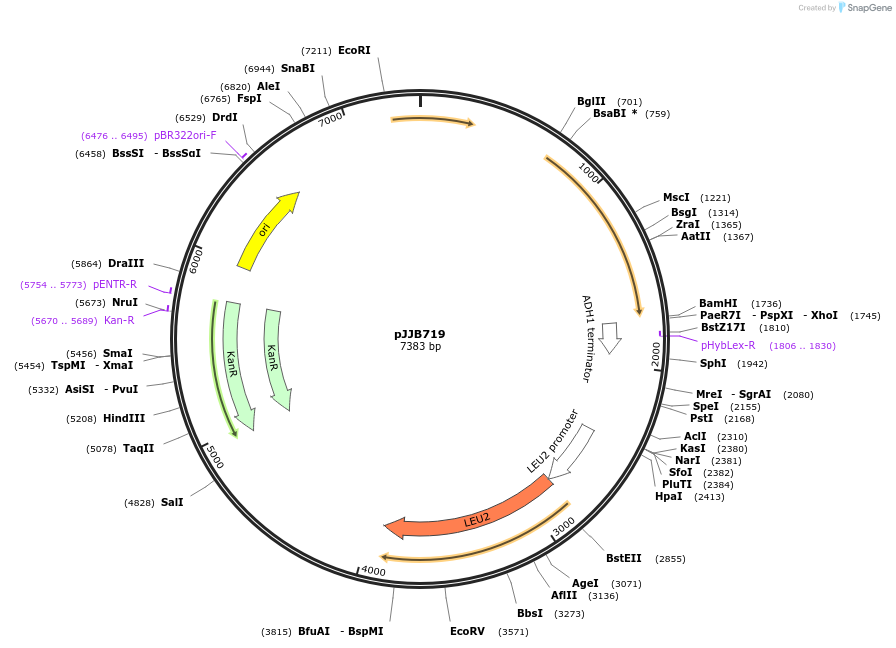 218603-plasmid-map-sequence-id-432644