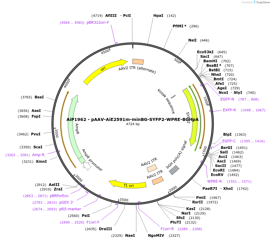 214592-plasmid-map-sequence-id-432645