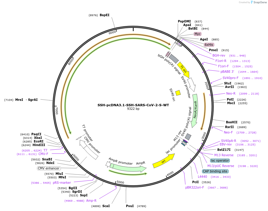 218460-plasmid-map-sequence-id-432646