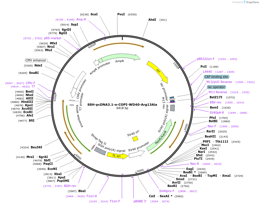 208172-plasmid-map-sequence-id-432648