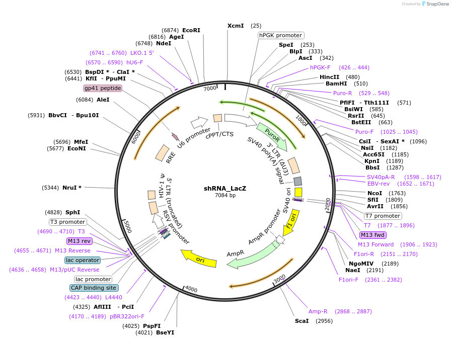 215217-plasmid-map-sequence-id-432653
