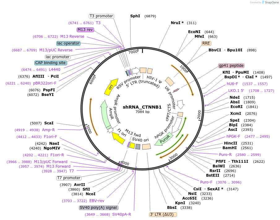 215219-plasmid-map-sequence-id-432656