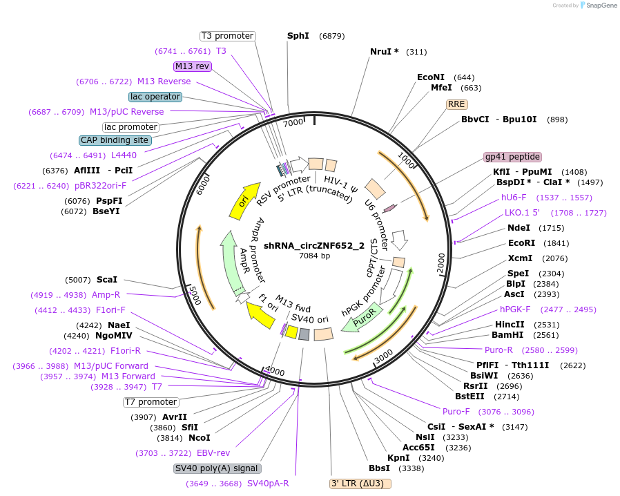 215220-plasmid-map-sequence-id-432658