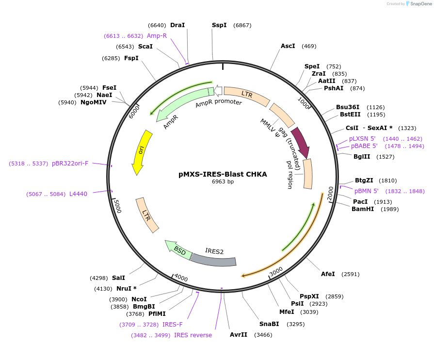 218540-plasmid-map-sequence-id-432661