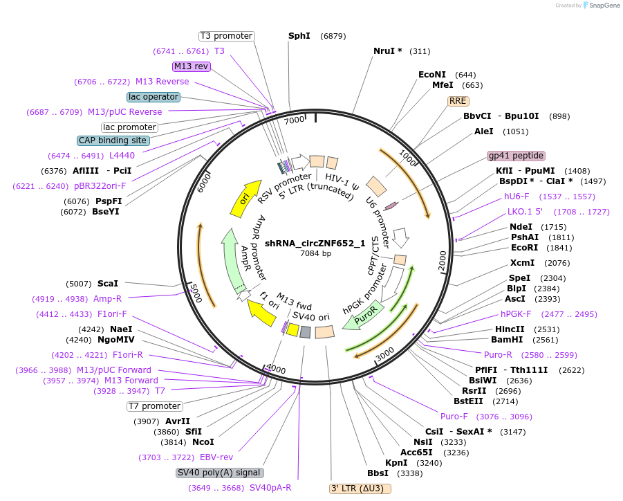 215221-plasmid-map-sequence-id-432667