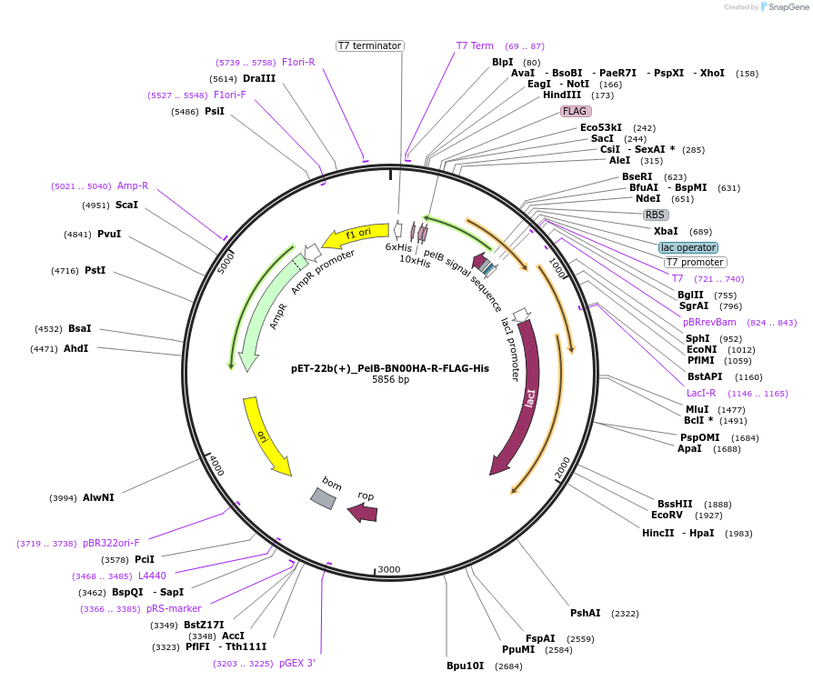 218036-plasmid-map-sequence-id-432732