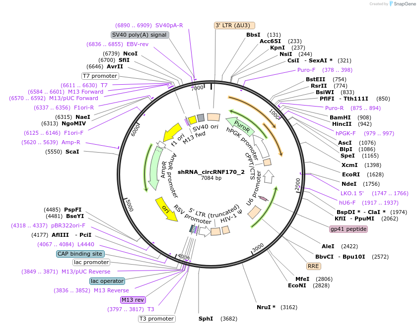 215225-plasmid-map-sequence-id-432737